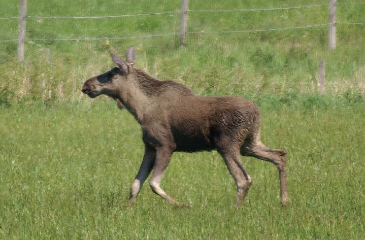 elk.jpg - Älg | Alces alces | Elk (Moose)
