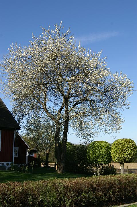 PICT0007_0145.JPG - Spring  | Körsbärsträden i full blom