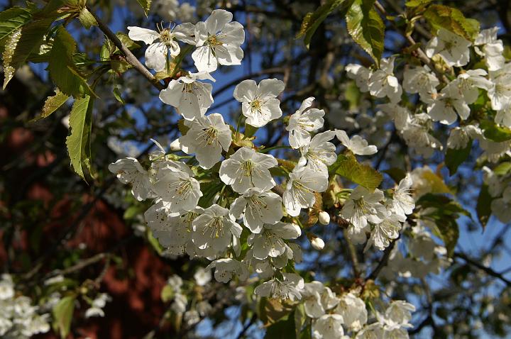 PICT0009_0147.JPG - Spring  | Körsbärsträden i full blom