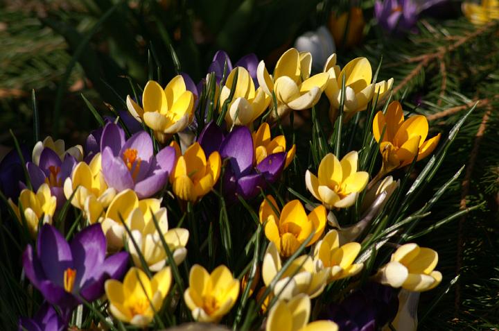 PICT0074.JPG - Botanisk Krokus | Crocus biflorus Mix